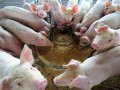 豬都住上樓房了，畜禽溫控清潔冷暖系統(tǒng)還不升級嗎？