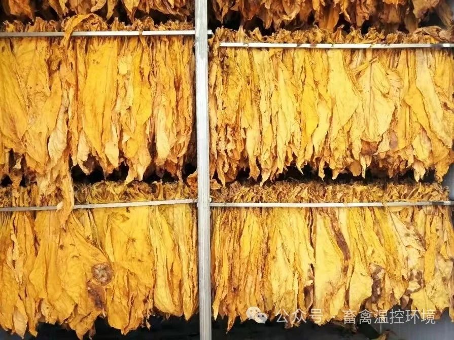 遵義播州：某烤煙示范基地采用空氣源熱泵技術(shù)，解決常規(guī)烤房大量用電、溫度調(diào)節(jié)不便、勞動強(qiáng)度大等問題