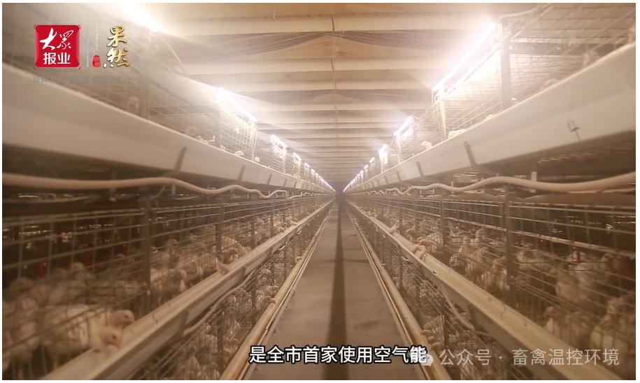 全市首家使用空氣能采暖養(yǎng)殖企業(yè)|張加書：從會(huì)養(yǎng)雞到“慧”養(yǎng)雞，科技賦能循環(huán)農(nóng)業(yè)
